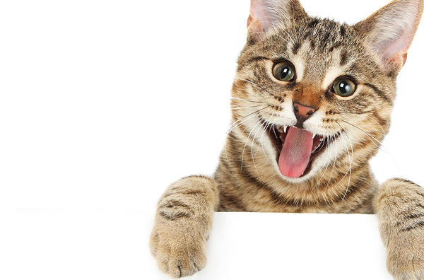 Understanding Your Cat's Body Language: A Comprehensive Guide