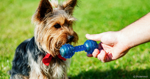 The Best Toys for Lazy Dogs: Keep Your Pup Entertained without the Effort