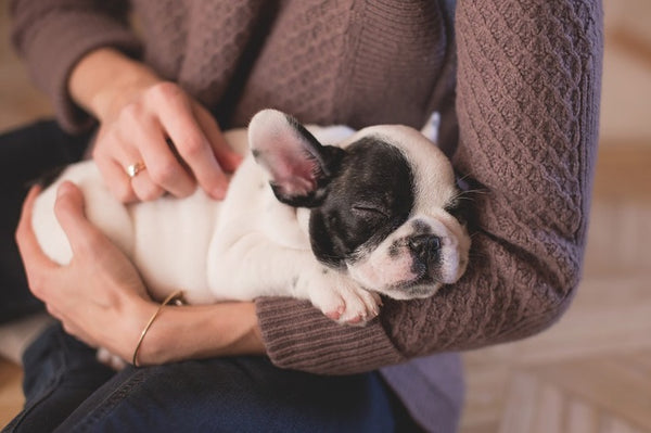 The Main Care Tips for Bulldog Dogs