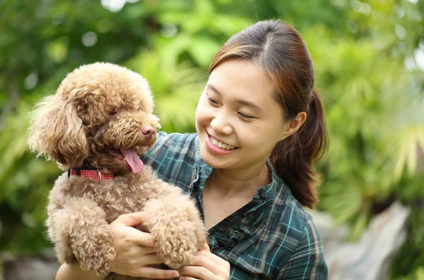 Main Care for Poodle Dogs: How to Keep Your Poodle Healthy and Happy