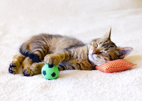 The Best Toys for Lazy Cats