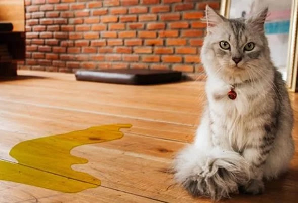 What to Do When Your Cat Isn't Using the Litter Box