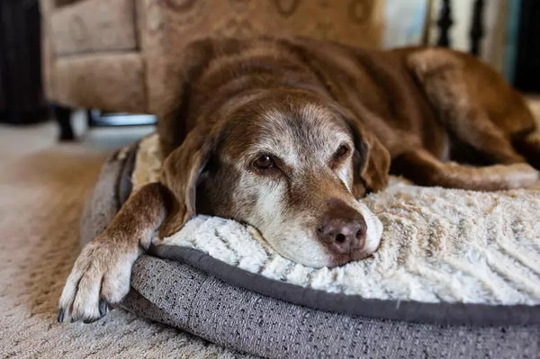 Why You Should Consider Adopting an Older Dog