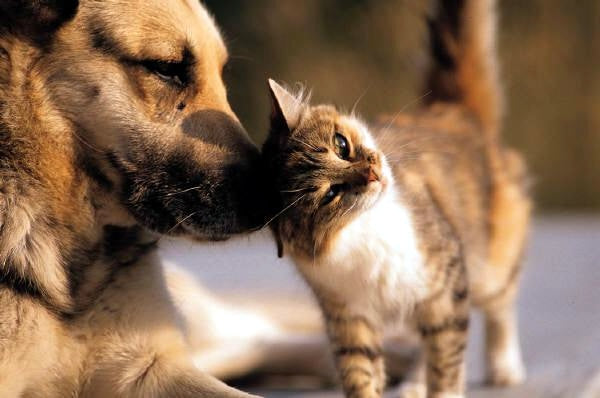 The Importance of Socialization for Dogs and Cats