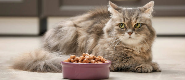 Choosing the Right Food for Your Cat: A Comprehensive Guide