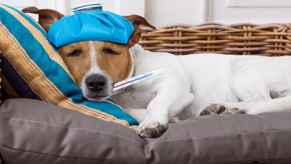 5 Things Dog Owners Should Know About Canine Flu