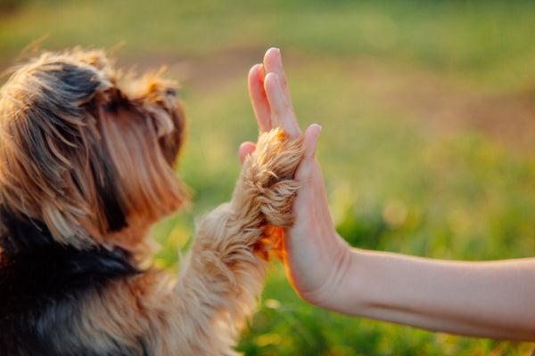 How to Teach Your Dog to Shake Paws: Tips and Tricks