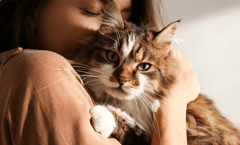 The Benefits of Having a Cat for Your Physical Health