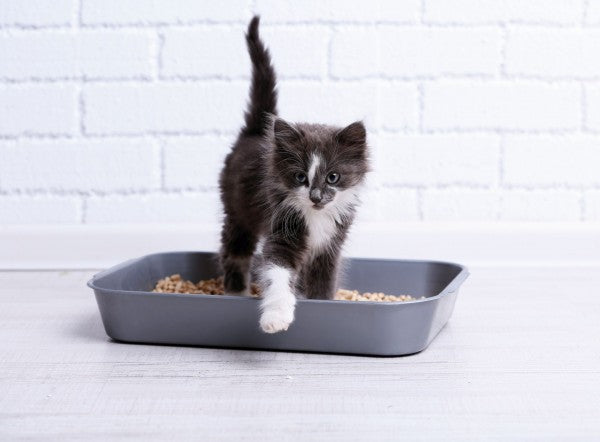 How to Teach Your Cat to Use the Litter Box: Tips and Tricks