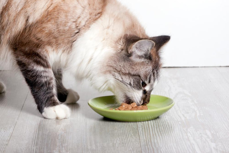 What to Do When Your Cat is Overeating: Tips and Tricks