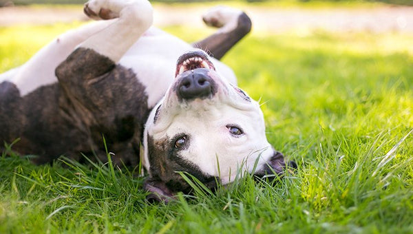 How to Teach Your Dog to Roll Over: Tips and Tricks