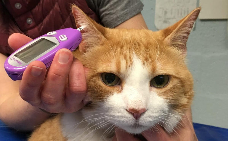 5 things cat owners should know about feline diabetes