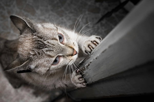 How to Stop Your Cat From Scratching Your Furniture