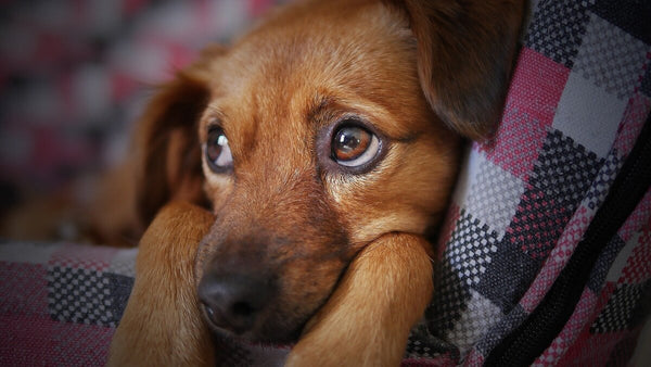 5 Tips to Help Your Dog Cope with Separation Anxiety