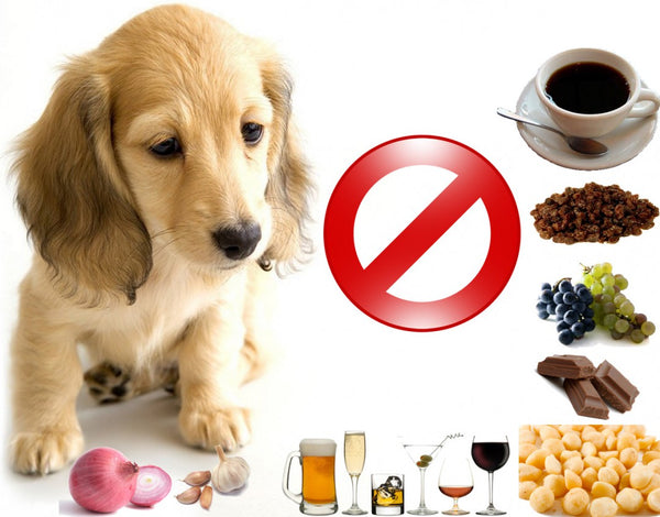 The Dangers of Human Food for Pets