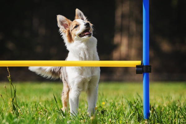 5 Training Tricks to Teach Your Dog Today