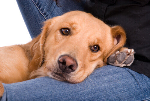 Top 5 Reasons Your Dog Deserves Premium Care