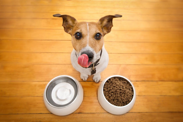 Choosing the Right Food for Your Dog: A Guide