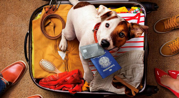 Stress-Free Travel Tips for You and Your Pet