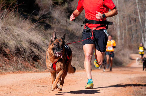Keeping Your Canine Companion Active and Healthy: Tips and Tricks