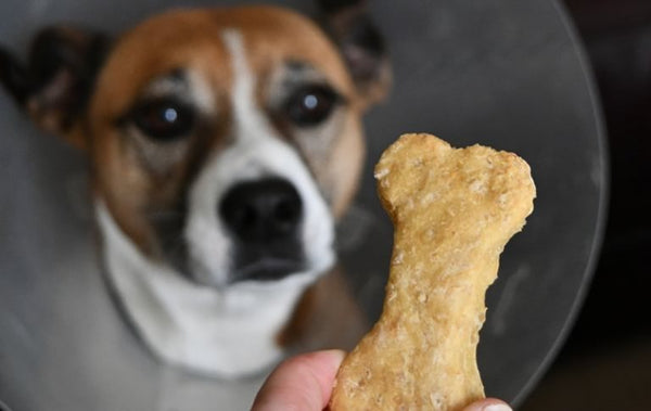 The Best Natural Dog Treats: Healthy and Delicious Options