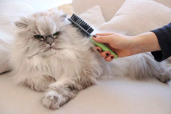 Main care for Persian cats.