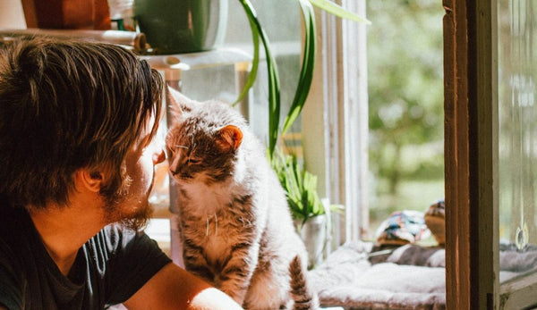 Why Cats Make Great Companions for Small Apartments