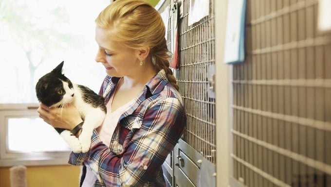 What to Expect When Adopting an Adult Cat