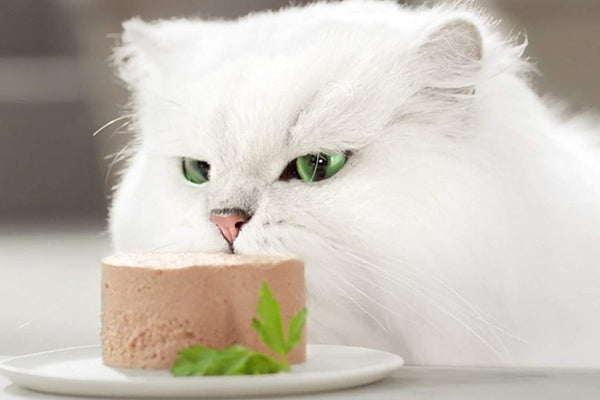 The Best Foods for Your Cat's Health and Well-Being