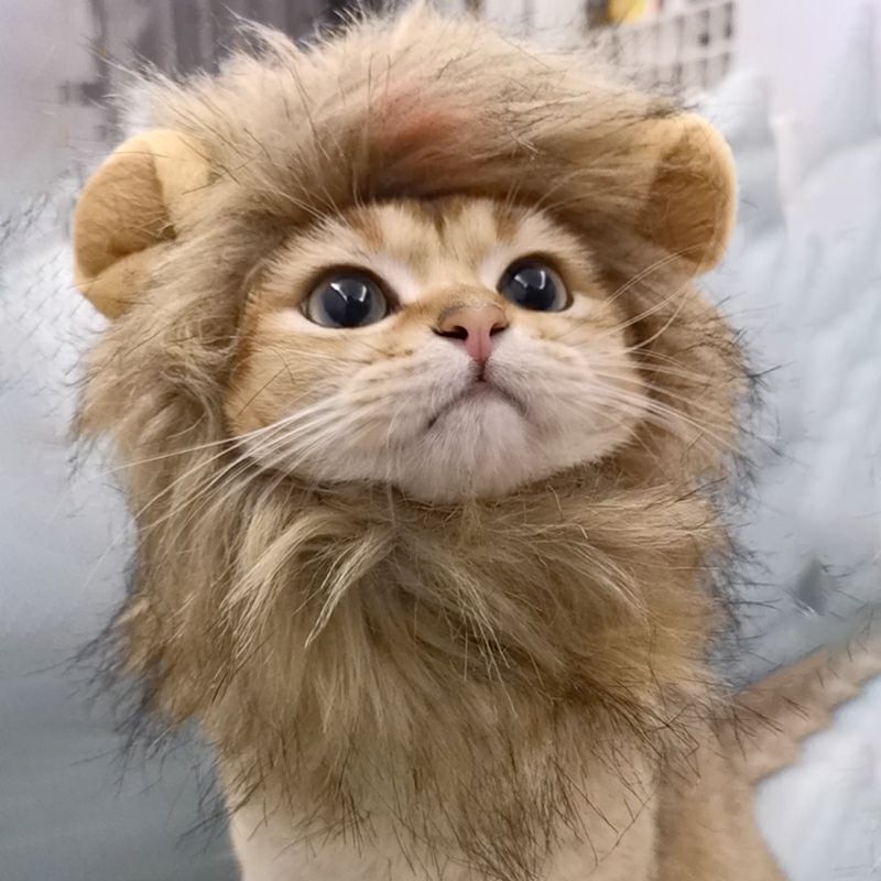 Shared Laughter: Lion Mane Cat Attire