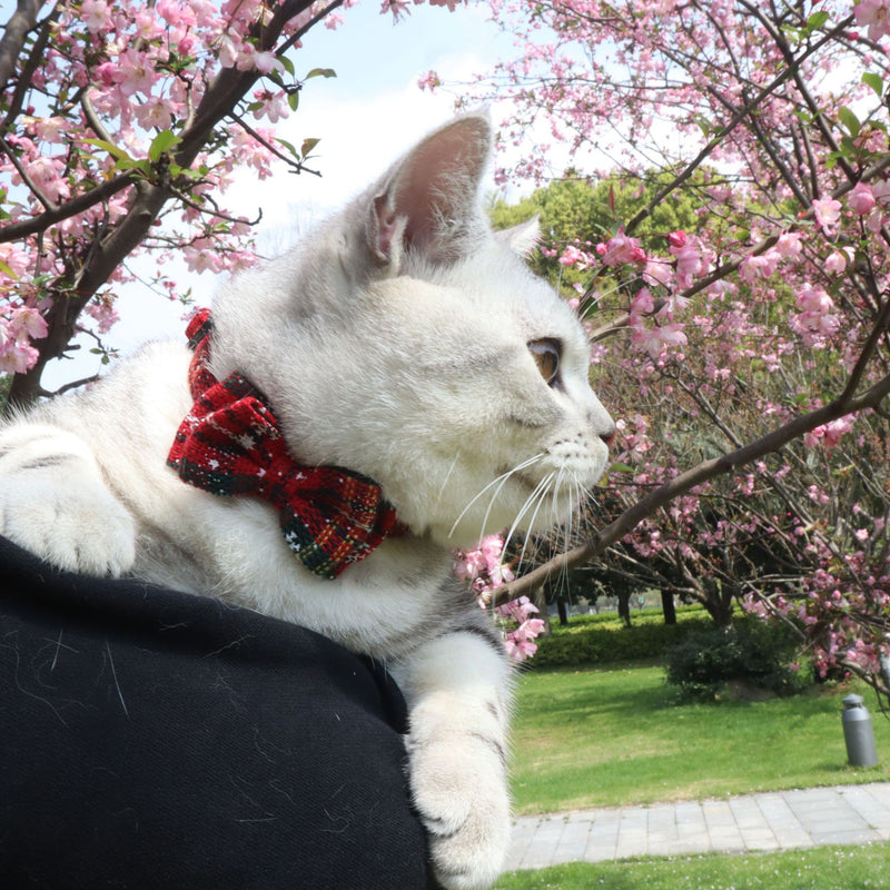 Celebrate Their Personality - Red Striped Collar for Vibrant Pets