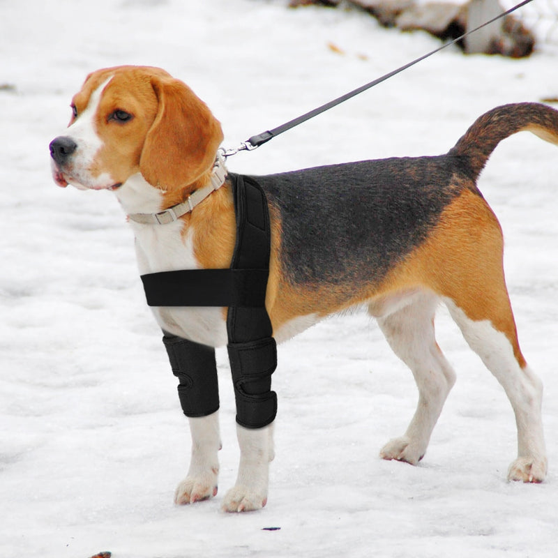 Stay Active and Enjoy Life - Pet Leg Support for Uninterrupted Adventures