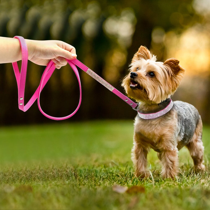 Unleash Unity: Collar Leash Connection