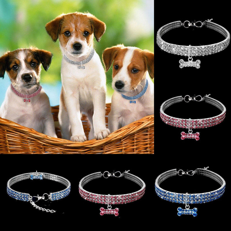 Style Statement: Fashion Pet Collar Experience