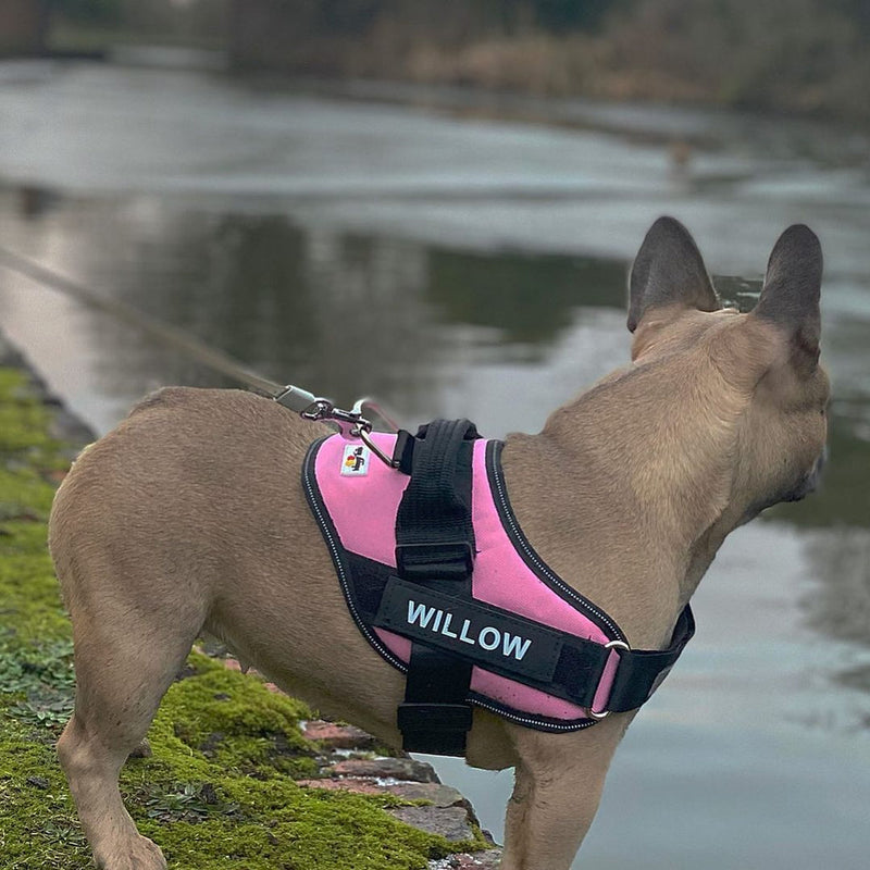 Anti-Choke Dog Harness