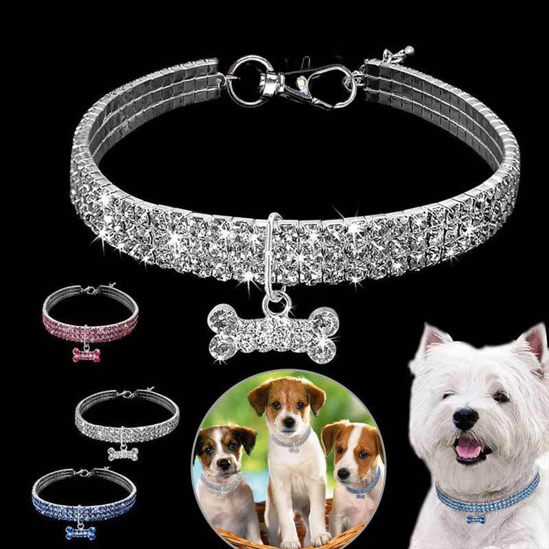 Style Statement: Fashion Pet Collar Experience