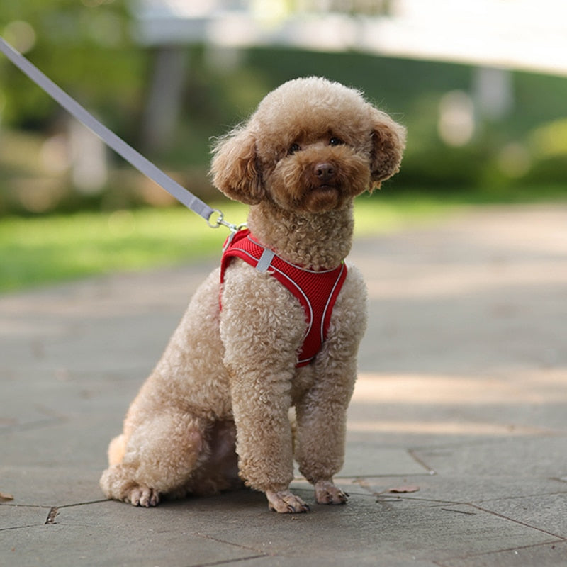 Ergonomic Comfort: Dog Harness Leash Set