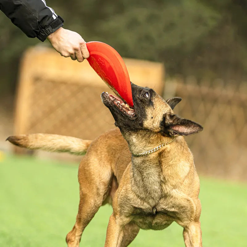Unleash the Thrills: High-Flying Playtime for You and Your Dog