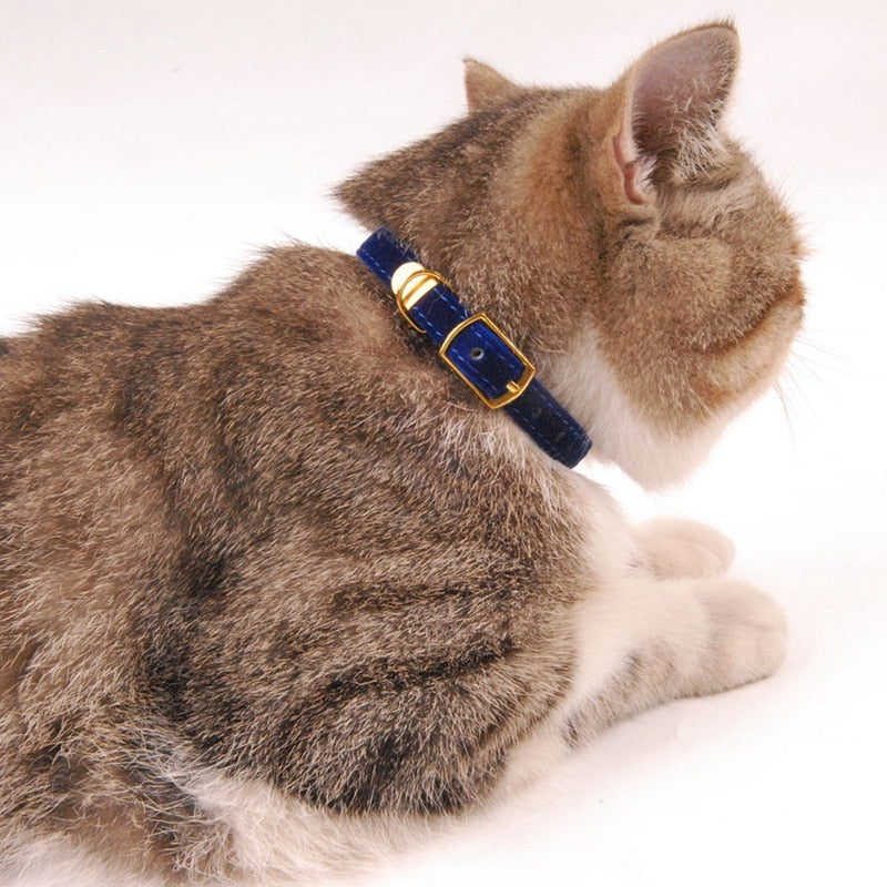 Charm and Comfort: Collar Experience